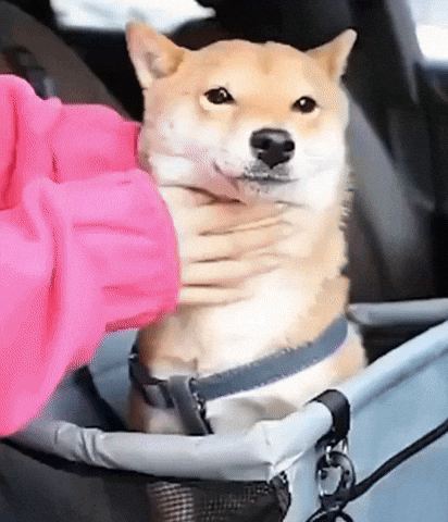 Asiento Seguro para Mascotas