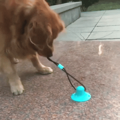Combo Pelota Canplay + GPS: Diversión y Seguridad para tu Perro